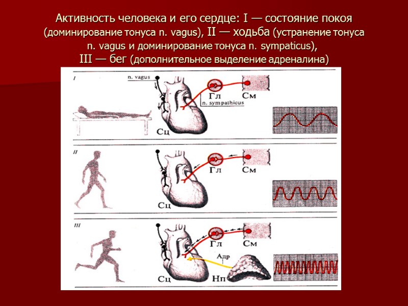 Активность человека и его сердце: I — состояние покоя (доминирование тонуса n. vagus), II